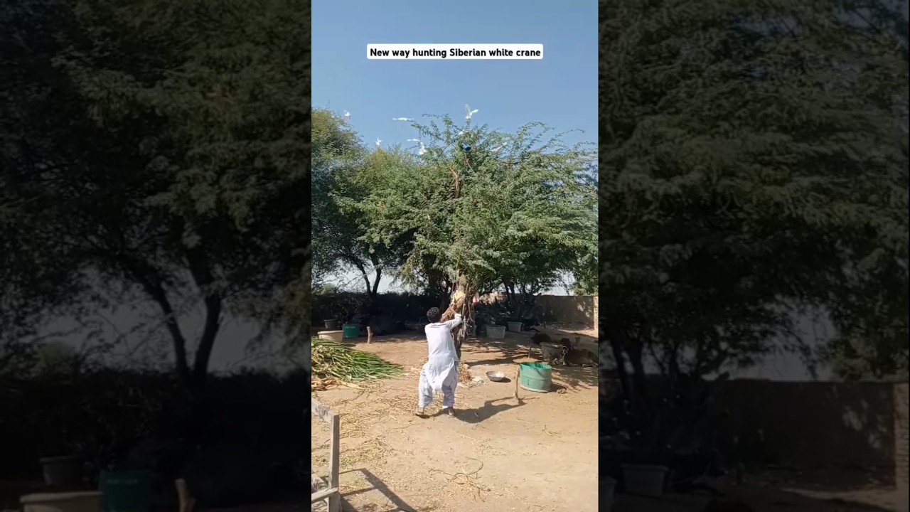 New way hunting Siberian white crane 