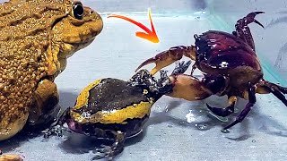 Asian Bullfrog With Big Crab And Banded Bullfrog! Warning Live Feeding