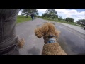 Poodles Poodles