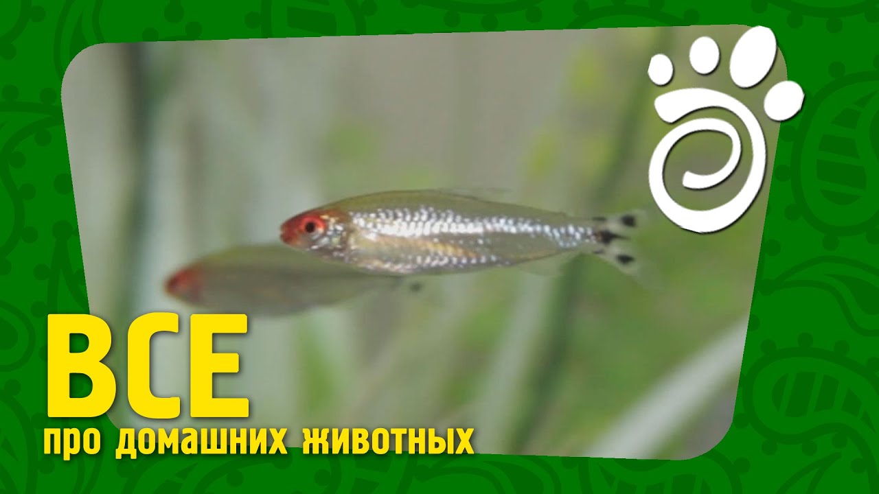 Красноносая Тетра (Родостомус). Все О Домашних Животных - YouTube