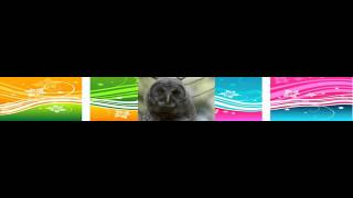 Natural World S24 E15 Big Sky Bears