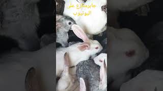 سلالات ارانب لانتاج اللحم بصحيح مش كلام
