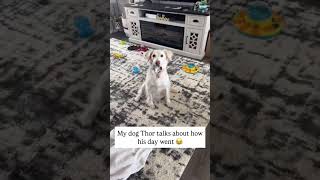 POV: your dog has something VERY important to say and wont stop #...