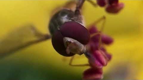 Close Up Video Of Hoverfly