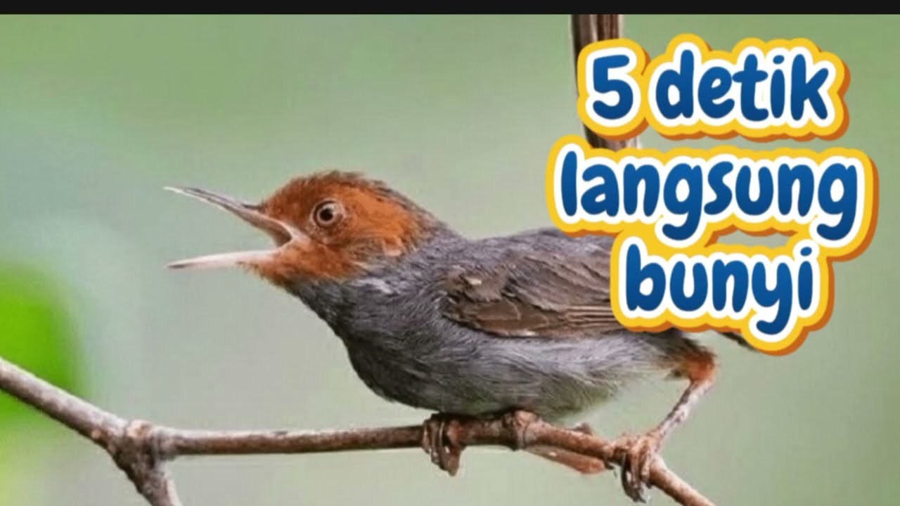 Pancingan prenjak atas 5 detik langsung bunyi | pancingan prenjak kepala merah | prenjak gacor