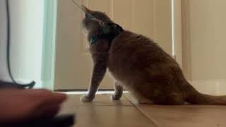 POV: You’re teaching time to your cat | BilliSpeaks