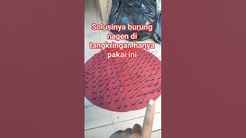 KARPET RANJAU JEBAKAN SANGKAR BURUNG MURAI KACER ANTI TURUN KE ALAS #sangkar #kicaumania