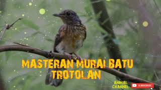 MASTERAN MURAI BATU TROTOLAN || Umur 1 - 4 Bulan Jos Gandoss