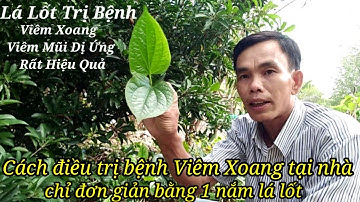 Cách điều trị bệnh Viêm Xoang tại nhà chỉ đơn giản bằng 1 nắm lá lốt @cmcsqtcl