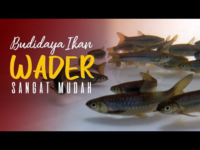 #budidaya #ikan #wader Sangat Mudah class=