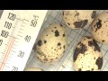 Coturnix quail egg hatching