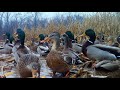 Thousands of ducks swarm flooded cornfield green heads black ducks green wings polish mallards
