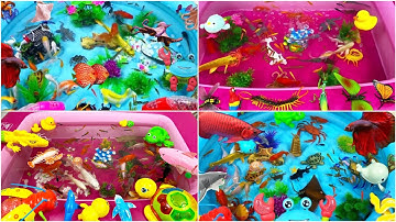 Động Vật Dễ Thương,Cá Mập,Cá Heo,Cá Chép,Cá Koi,Cá Đuối,Cua,Tôm,Ghẹ,Chim,Bọ Ngựa,Chuồn Chuồn,Animas