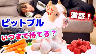 ロッキー待て！目の前に好きな食べ物が！待てる？待てない？ロッキーが激怒？！【アメリカンピットブル】