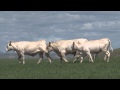 DeBruycker Charolais Ranch AR 2015