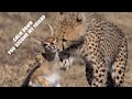 Cheetah cub bullied baby gazelle and jackal came to steal it