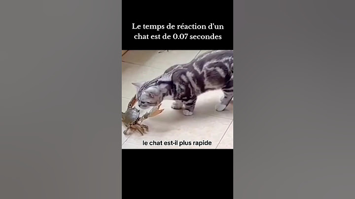 Les réflexes des chats 🐱