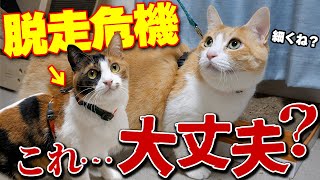 【脱走】人気位の猫用ハーネスを買ったけど… これはちょっとヤバいかもしれない…