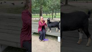 Наемся как верблюд #юмор #милота #животные #смешновидео