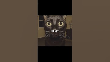 Never Stay With A CAT Alone