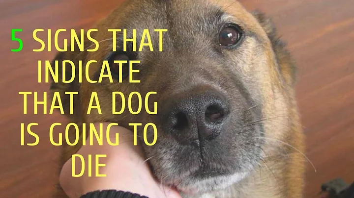 5 Signs That Indicate That a Dog Is Going To Die - DayDayNews