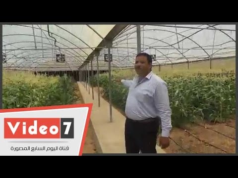 صوب زراعية فى الجامعة الأمريكية لزراعة المحاصيل التى تصدر خارج مصر