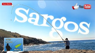 Sargos en Galicia