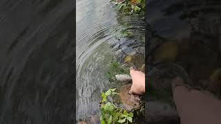Пораниную платву хищником попытался реанимировать #рыбалка #angeln #fishing #pêche #рыбка #платва