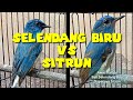 Perbedaan Burung Selendang Biru & Burung Sitrun // Agar Tidak Tertipu Sama Penjual Burung