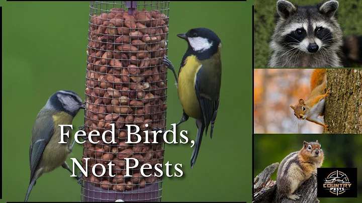 Keeping Chipmunks, Squirrels, and Raccoons Out of Your Bird Feeders Safely