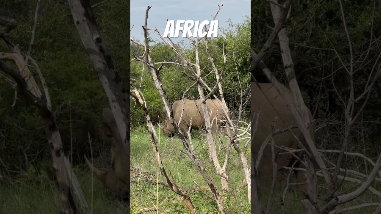 HUGE Male Rhino Spotted In Mabalingwe South Africa Animals Bushveld