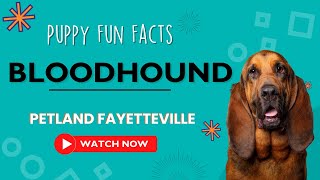 Everything you need to know about Bloodhound puppies!