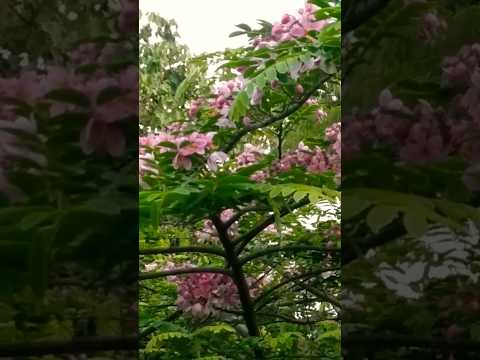 Video: Cassia Tree Info: Wie robust ist ein Cassia-Baum im Garten?