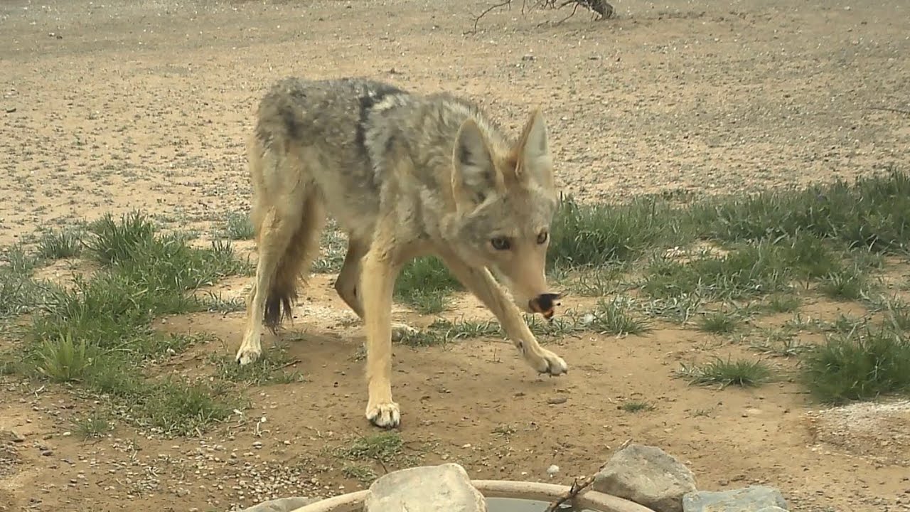 Coyote gets Startled by a Butteryfly