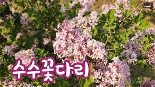 수수꽃다리 / 향기가 매력적인 우리 고유의 특산 식물