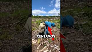 Este hombre plantó 23,000 árboles en 24 horas #arboles #sabiasque #datoscuriosos #shorts