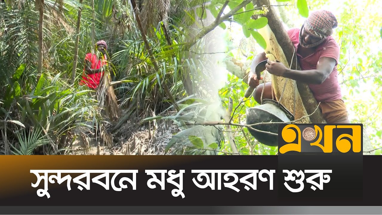 মৌসুম শুরুর আগেই মধু না পাওয়ার শঙ্কা! | Sundarban Honey Hunting | Organic Honey | Satkhira