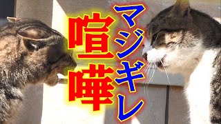 [Cat fight] The furious cat is scary