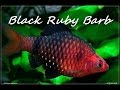 Aquarium fish black ruby barb