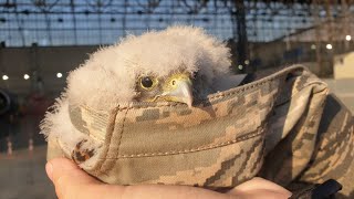 A lump of sad cotton wool in a cap. A kestrel chick fell out of the nest