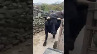 She’s One Angry Cow 🙈🙈🙈#Youtubeshorts #Farming #Food #Danger #Deadly #Beef #Viralvideo