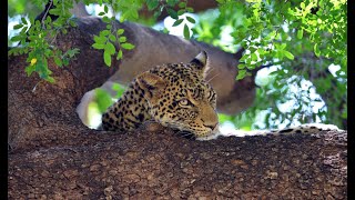 Mashatu - Land of Giants, Tuli Block, Botswana