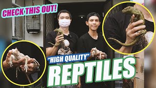 HIGH QUALITY REPTILES FROM TURTLE WORLD! by Nextpets Channel 978 views 2 years ago 17 minutes