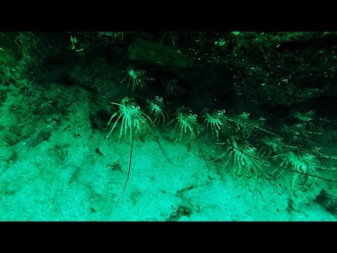 Lobster Diving Sept