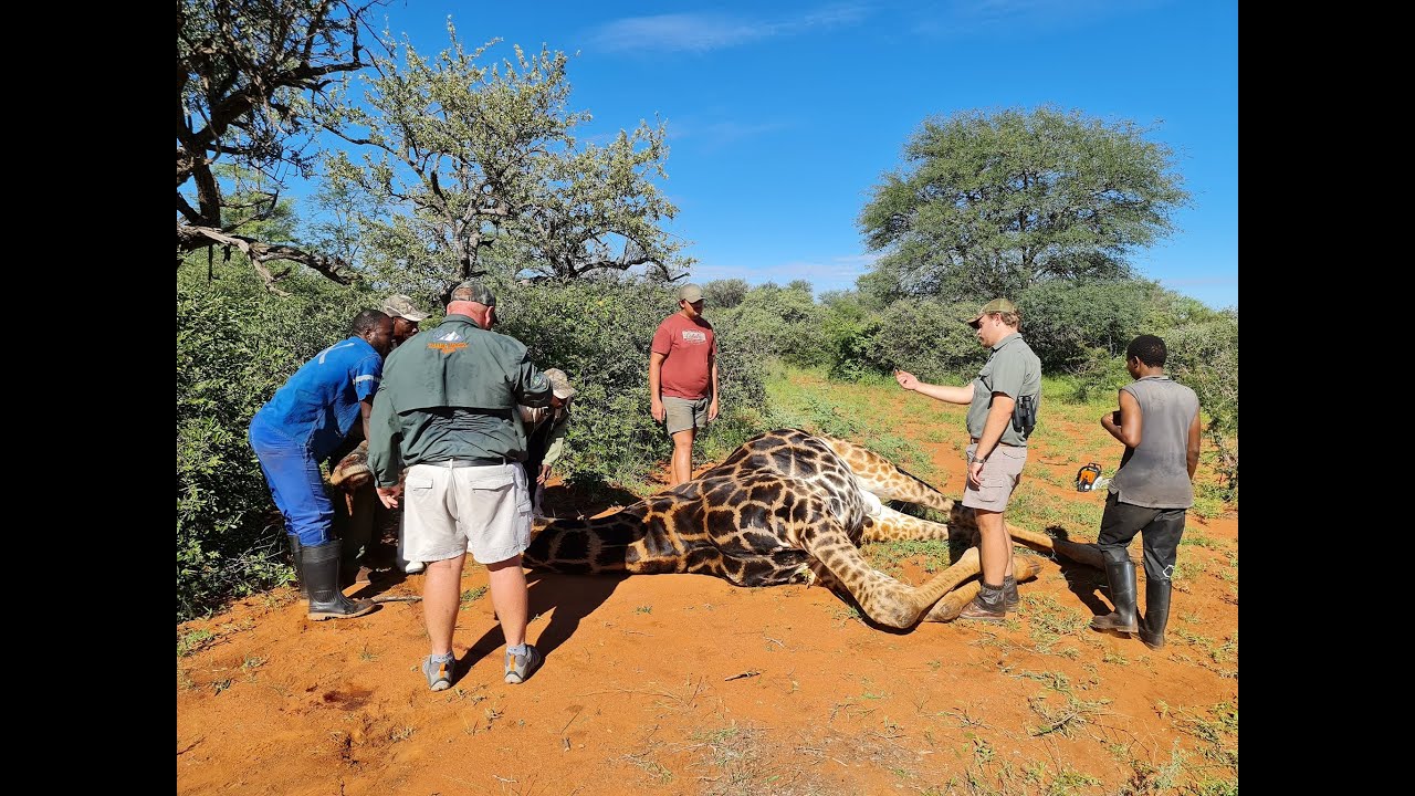 Trophy hunter slammed for posing with bloody HEART from giraffe she ...