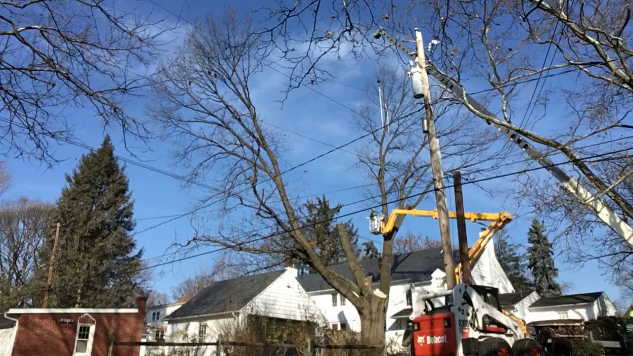 Time Lapse Tree Removal - YouTube