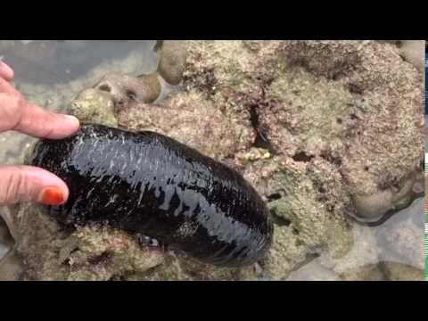 Video: Aktiviti Biologi Dan Potensi Biomedik Timun Laut (Stichopus Japonicus): Kajian Semula