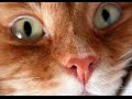 Смешные кошки 20 ● Приколы с животными осень 2015 - коты ● Funny cats vine compilation ● Part 20