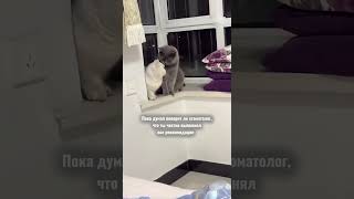Стоматолог - лучший друг