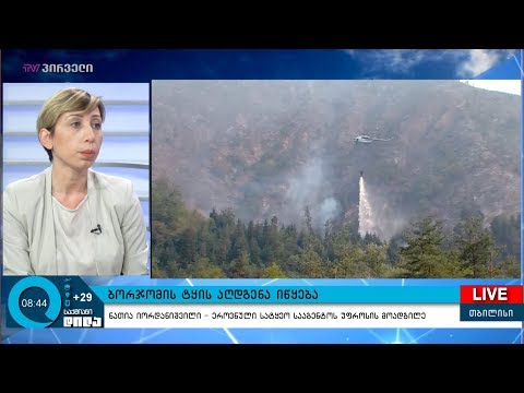 ბორჯომის ტყის აღდგენა იწყება